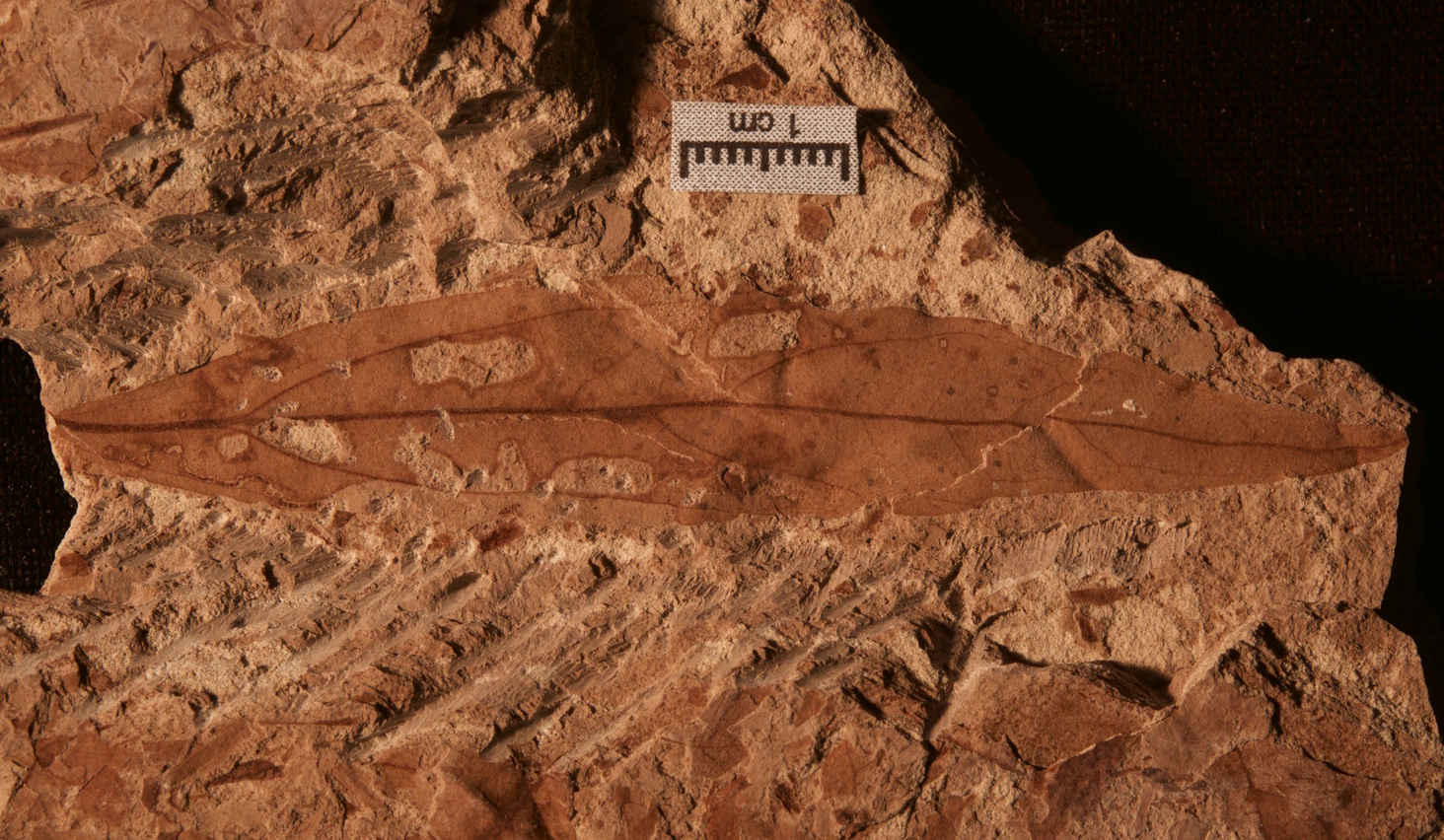 Patagonian insects bounced back after dinosaur extinction